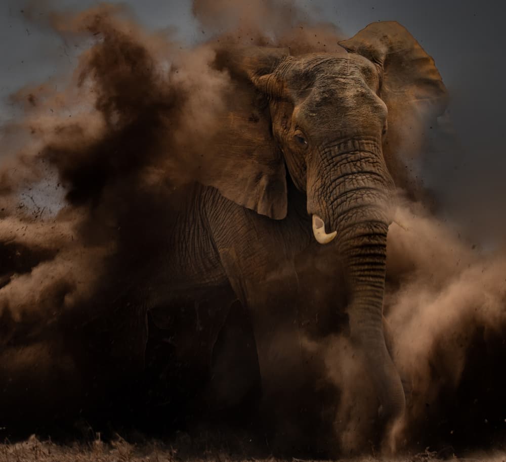Powerful Elephant Dust by Peet van den Berg — canvas wall art