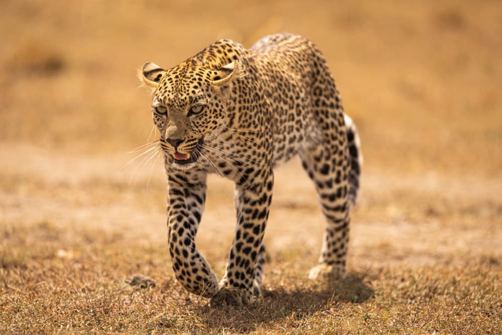 Golden Savannah Leopard by Barbara Gill — canvas wall art