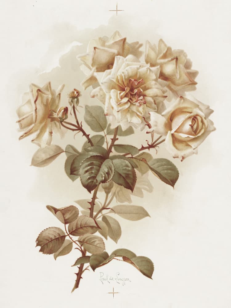 Yellow Roses; Reve D'or Roses