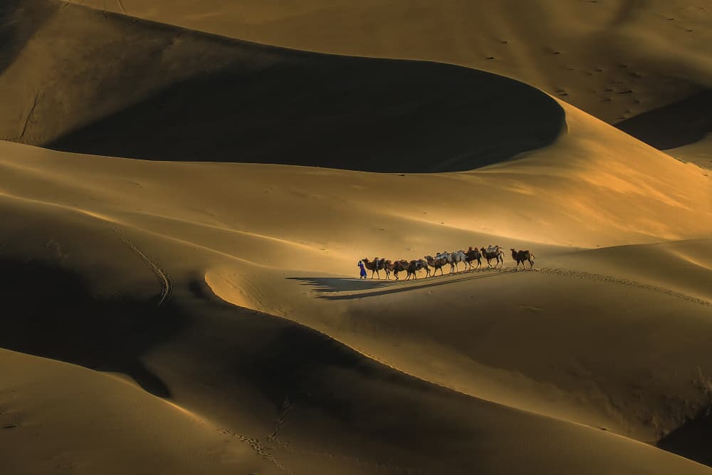 Desert Camel Journey by Raymond Ren Rong Liu — canvas wall art