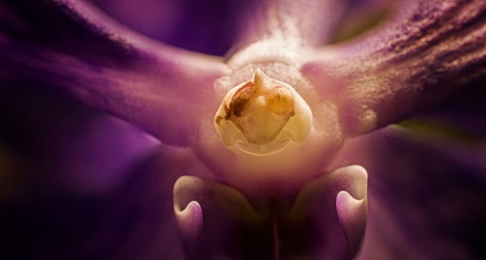 Elegant Orchid Center by ArtFiction (Andre Gehrmann) — canvas wall art