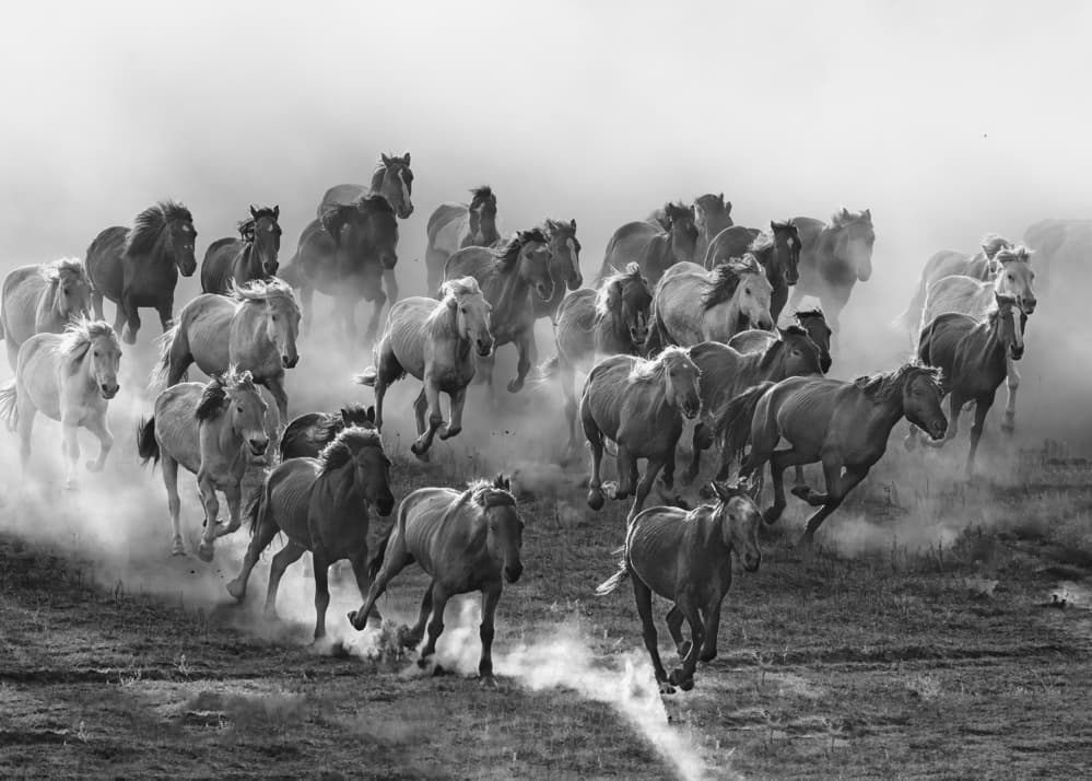 Wild Horses Galloping by Jennifer Lu — canvas wall art