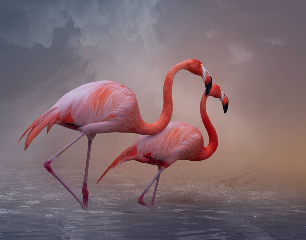 Romantic Flamingo Couple by Krystina Wisniowska — canvas wall art