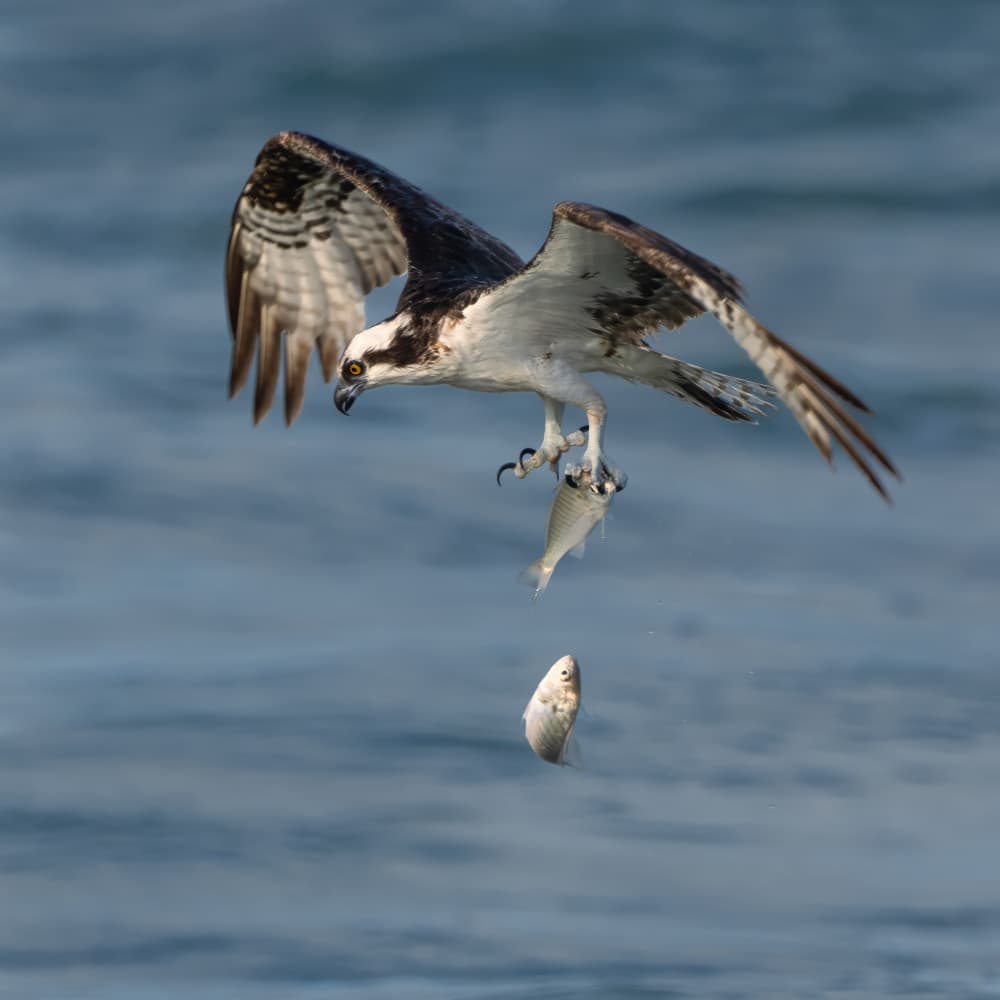 Osprey Dropping Fish by John Fan — canvas wall art