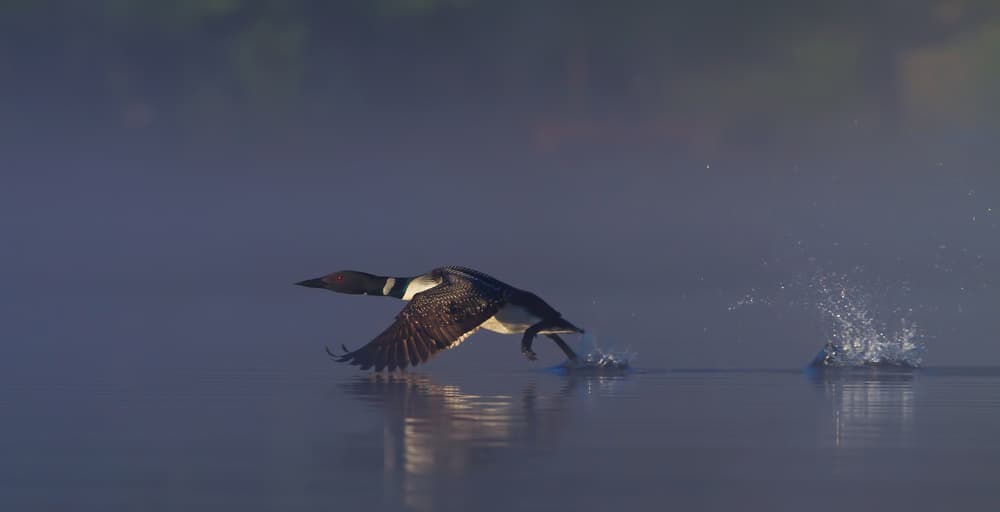 Misty Loon Takes Flight by Jim Cumming — canvas wall art