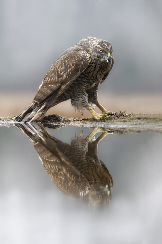 Goshawk Reflection by Marco Barisone — canvas wall art
