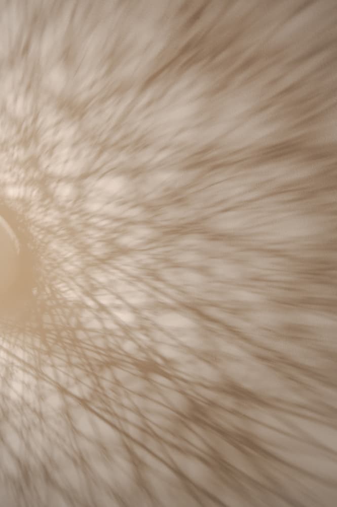 Soft Branching Shadows by Christa Stroo — canvas wall art