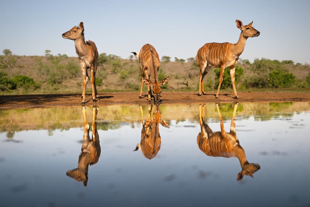 Nyala Watering Hole Reflections by Marco Pozzi — canvas wall art