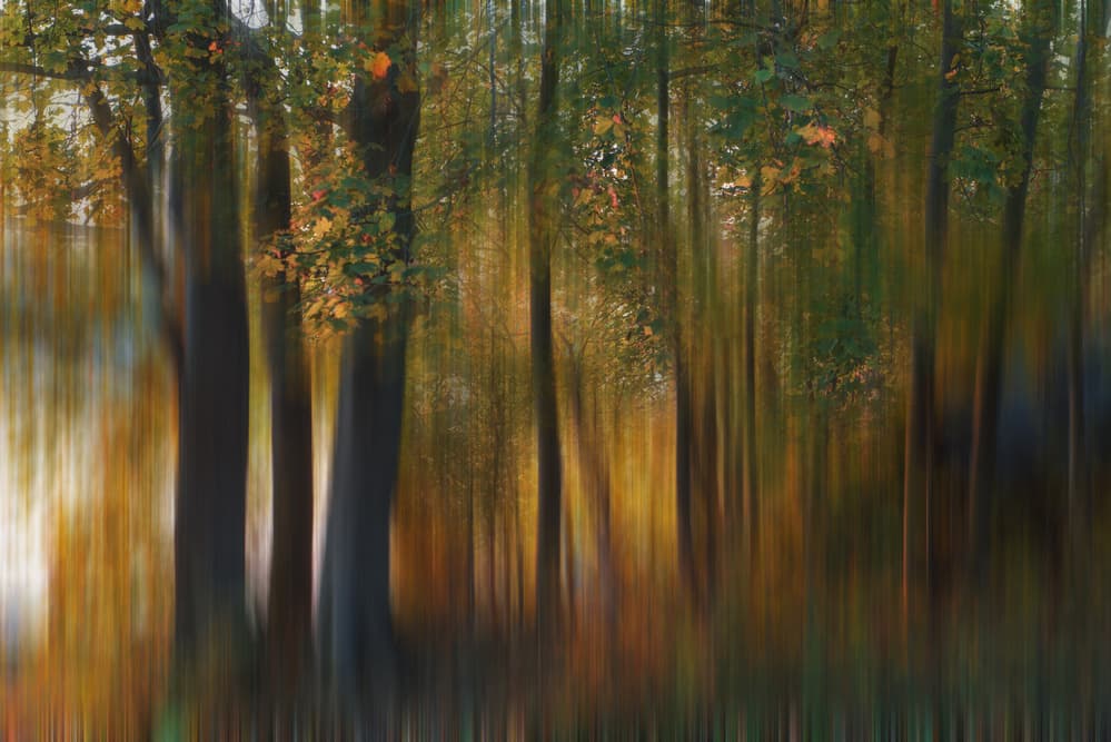 Blurred Autumn Woods by 李从军 / Austin Li — canvas wall art