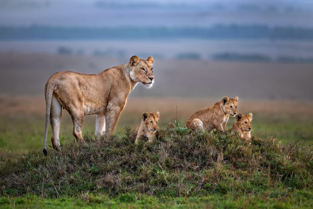 African Lion Family by Xavier Ortega — canvas wall art