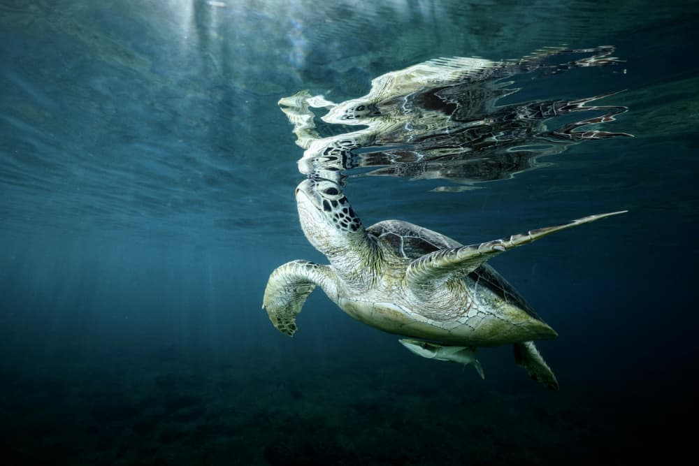 Green Turtle Reflection by Serge Melesan — canvas wall art