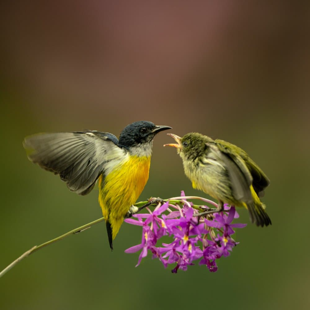 Nurturing Sunbirds by Magdalena Fifi — canvas wall art