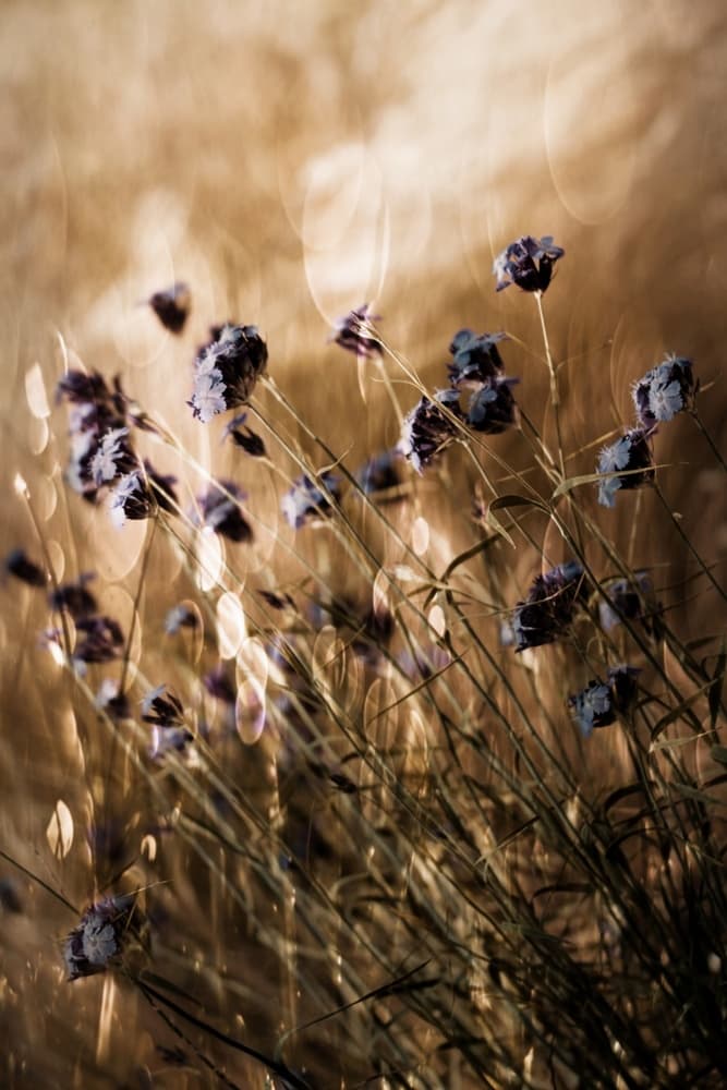 Dreamy Purple Meadow by Delphine Devos — canvas wall art
