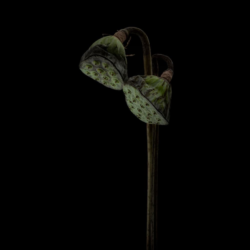 Dark Lotus Pods by Lotte Grønkjær — canvas wall art