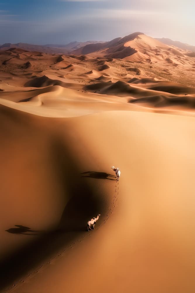 Camels on Golden Dunes by Yuan Cui — canvas wall art
