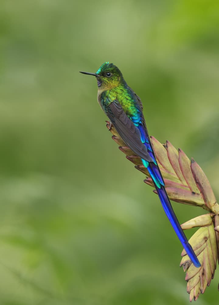 Emerald Green Hummingbird by Amy Marques — canvas wall art