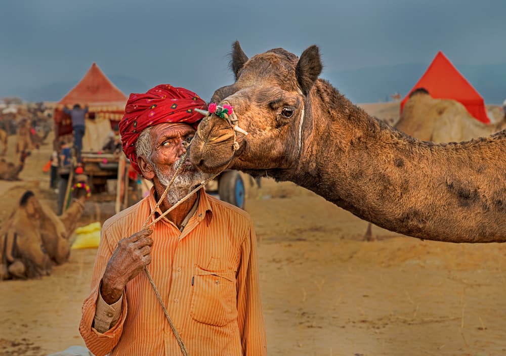 Desert Man Camel Bond by Shaibal Nandi — canvas wall art