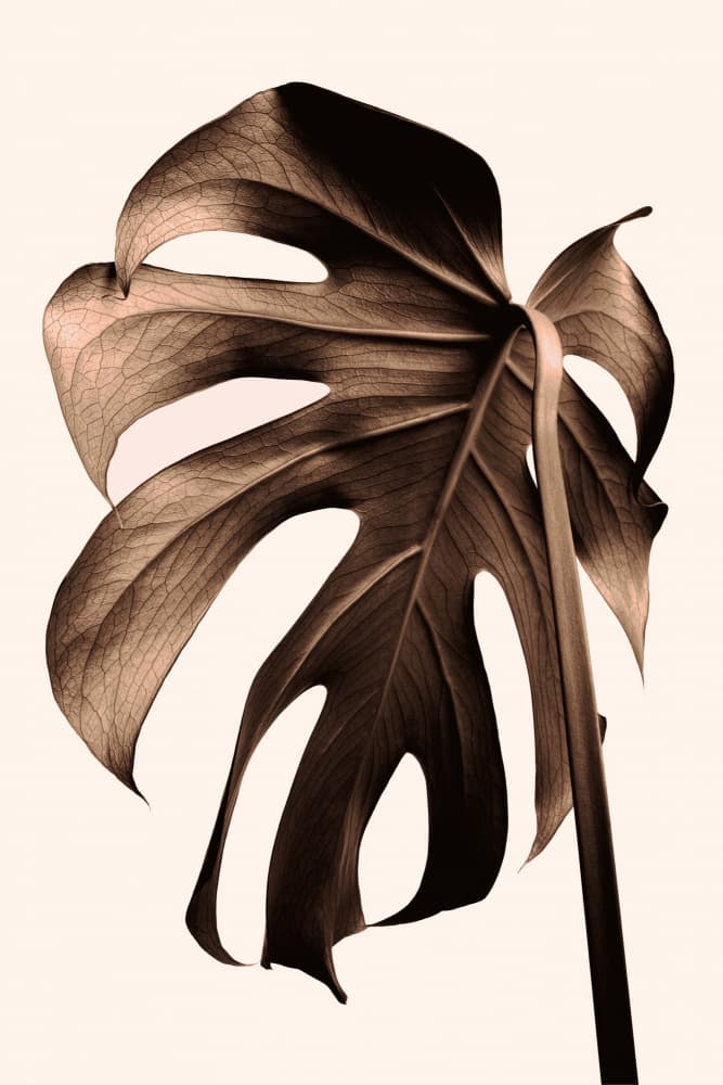 Elegant Monstera Leaf by Pictufy Studio III — canvas wall art