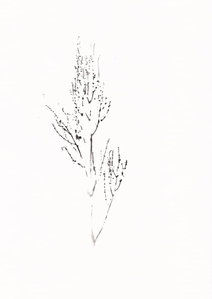 Delicate Botanical Drawing
