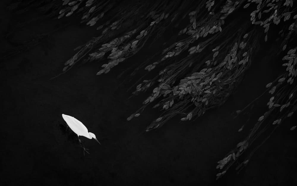 White Egret Serene Water by Tudor Thomas — canvas wall art