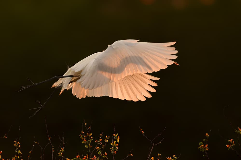 Golden Hour Egret Flight by Rob Li — canvas wall art