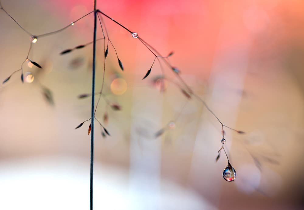 Sparkling Morning Dew by Heidi Westum — canvas wall art