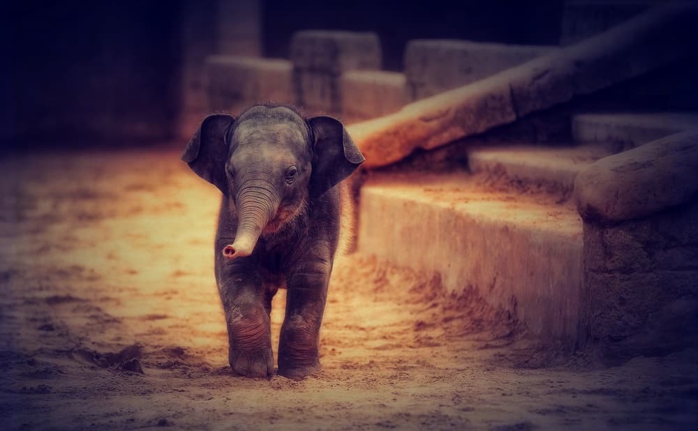 Baby Elephant Steps by Antje Wenner-Braun — canvas wall art