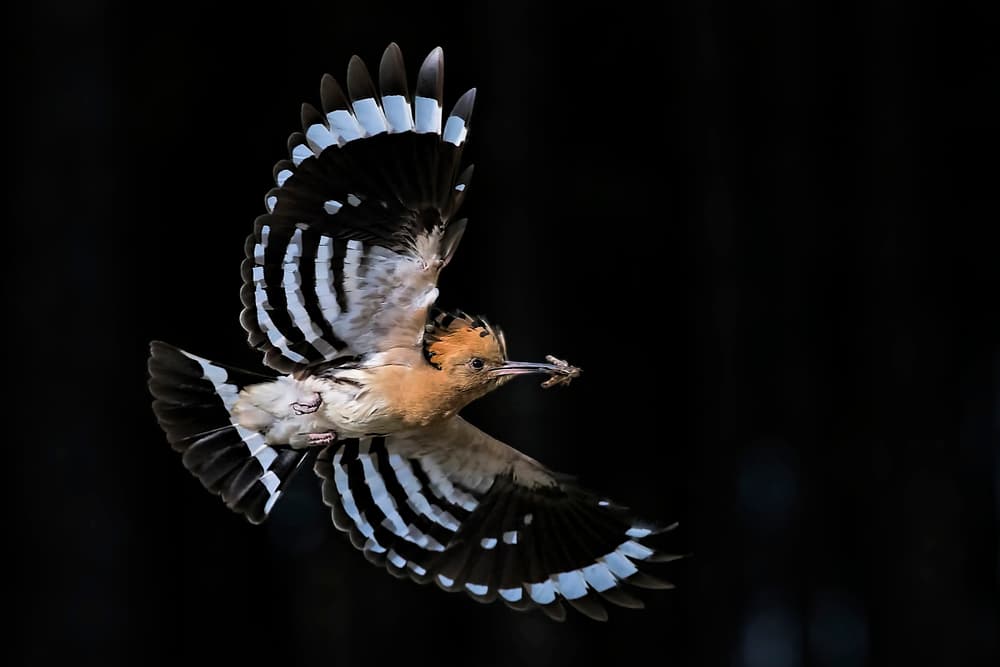Hoopoe In Flight by Jun Zuo — canvas wall art