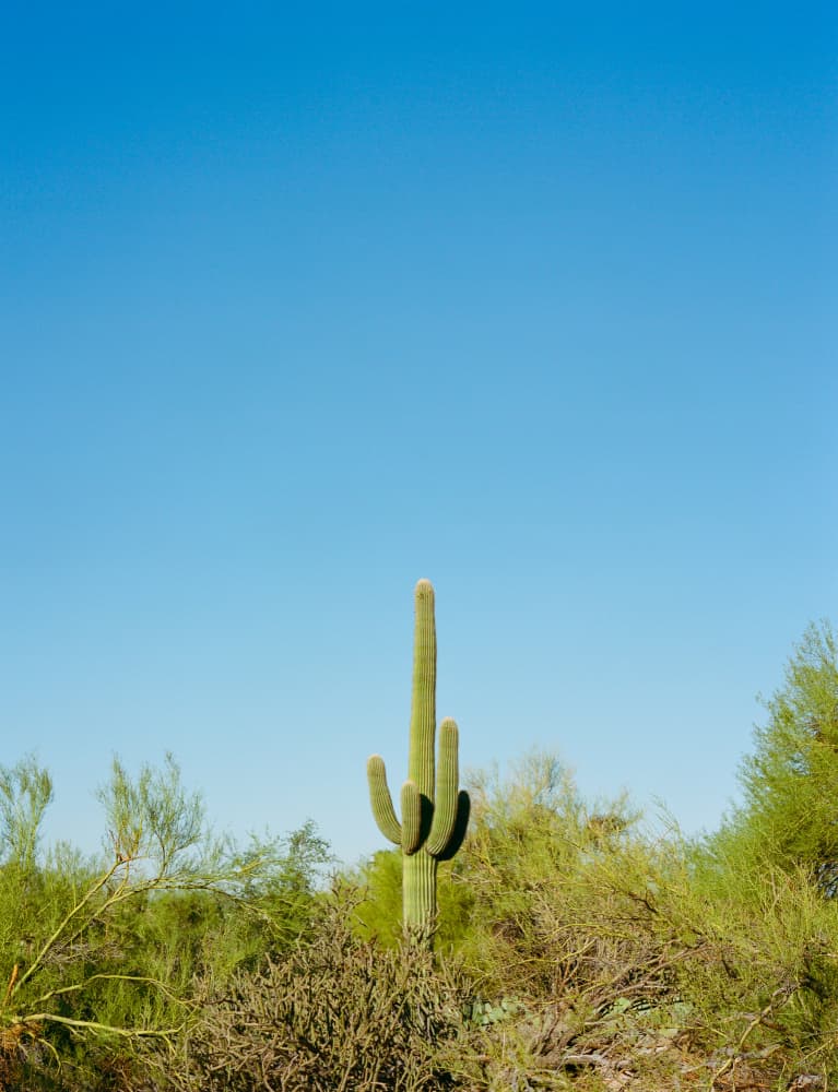 Saguaro Under Blue Sky by Bethany Young — canvas wall art