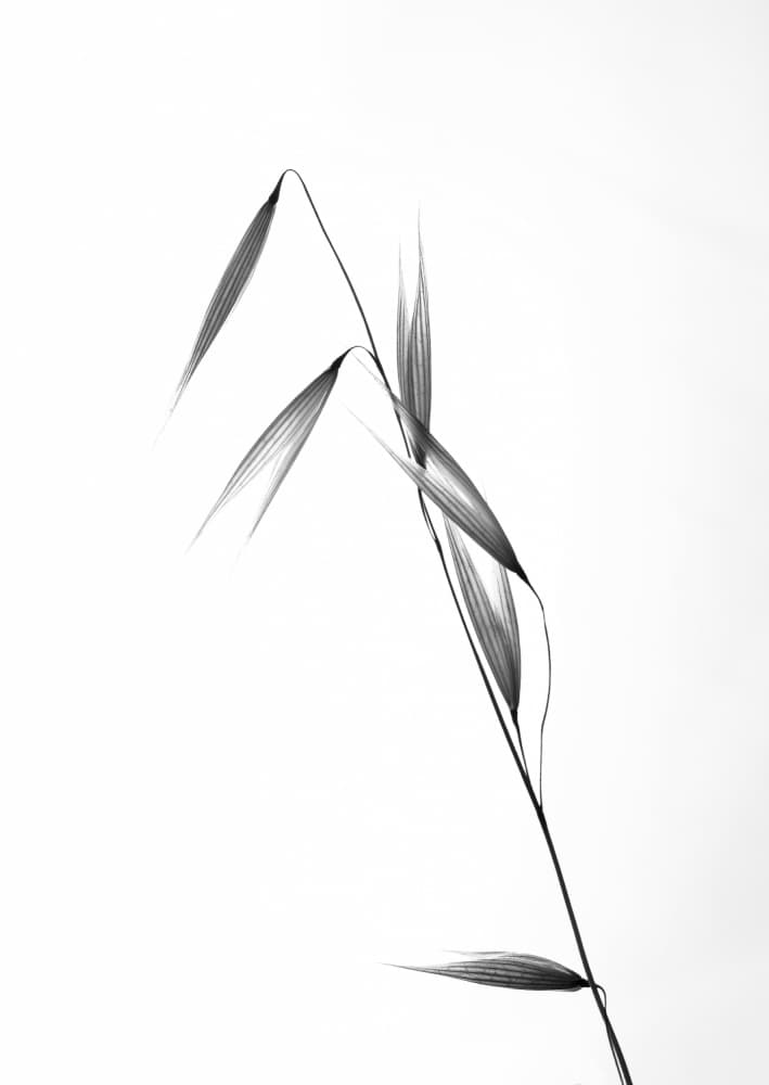 Delicate Oat Stalk by Carlos Gonzalez — canvas wall art