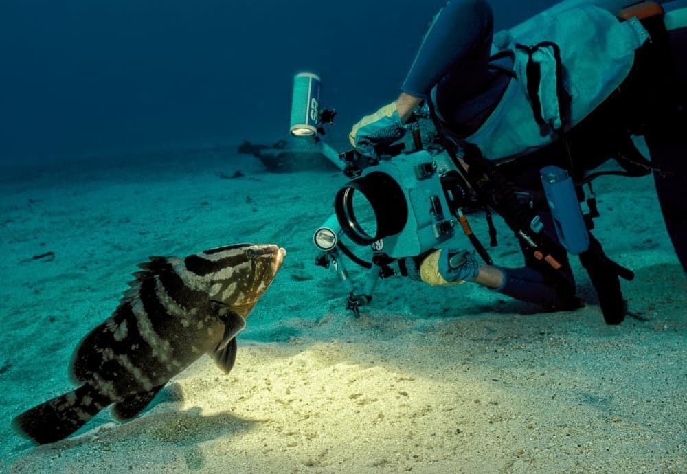 Underwater Fish Encounter by Alfred Forns — canvas wall art
