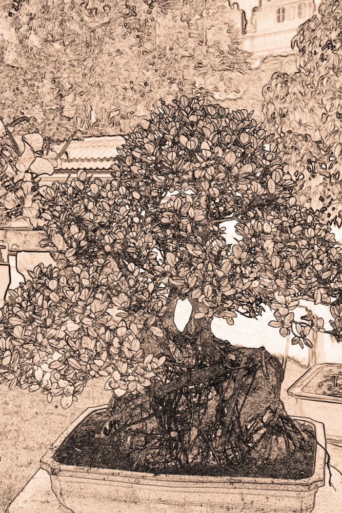 Ancient Bonsai Sketch by Santhosh ch — canvas wall art