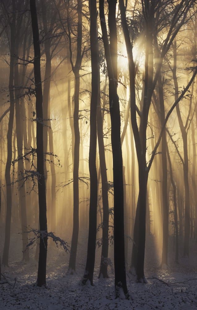 Misty Winter Forest by Lazar Ioan Ovidiu — canvas wall art