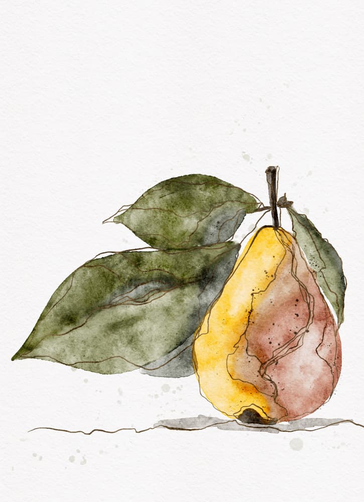 Earthy Pear Watercolor by Ankie Kooi — canvas wall art