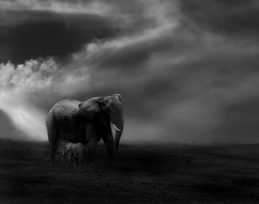 Moody Elephant Family by Krystina Wisniowska — canvas wall art
