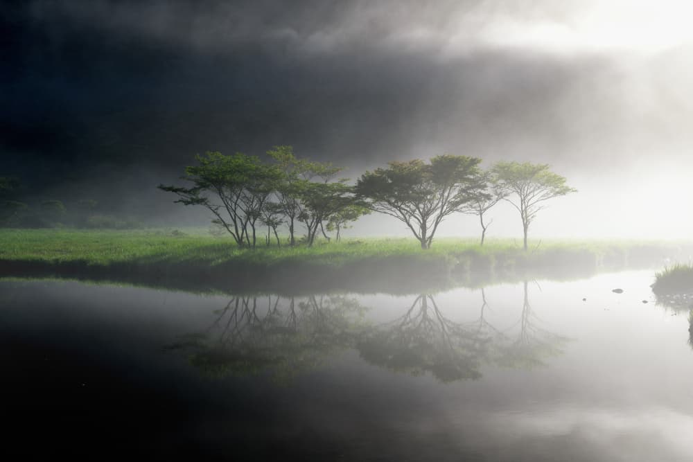 Misty Trees Reflection by K_Tsunoda — canvas wall art