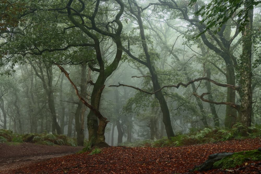 Misty Forest Path by Hilda van der Lee — canvas wall art