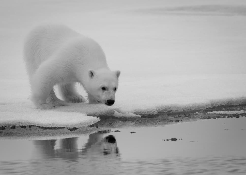 Polar Bear Cub Reflection by Shobhit Chawla — canvas wall art