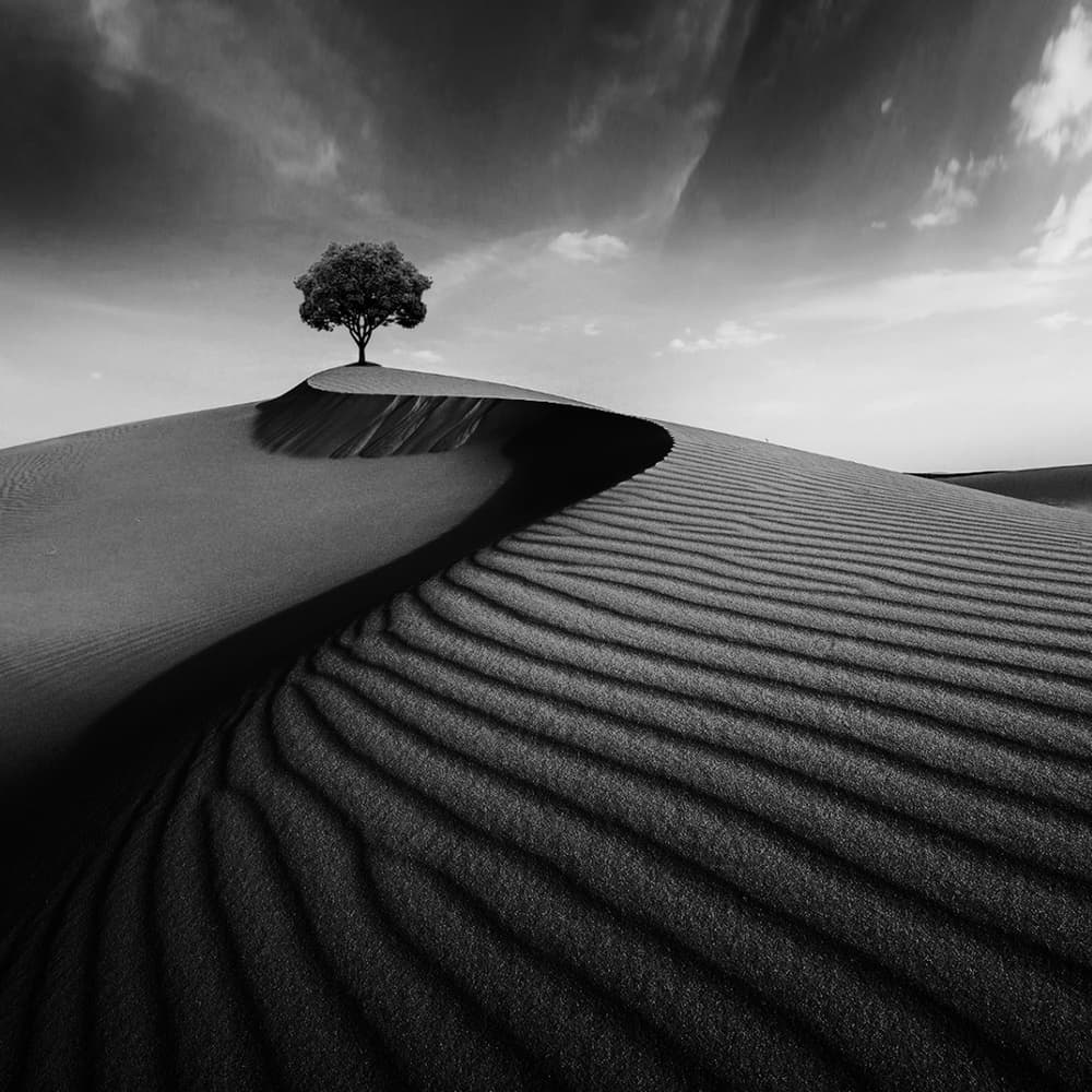 Lone Tree Sand Dune by Hardik Pandya — canvas wall art