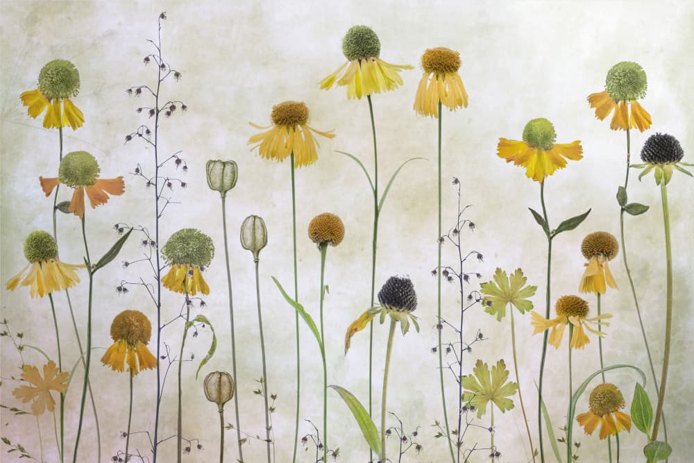 Helenium by Mandy Disher — canvas wall art