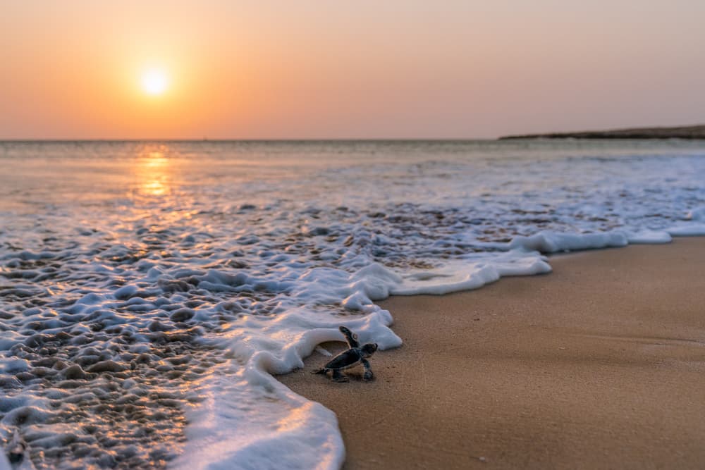 Baby Turtle Ocean Sunset by Haitham AL Farsi — canvas wall art