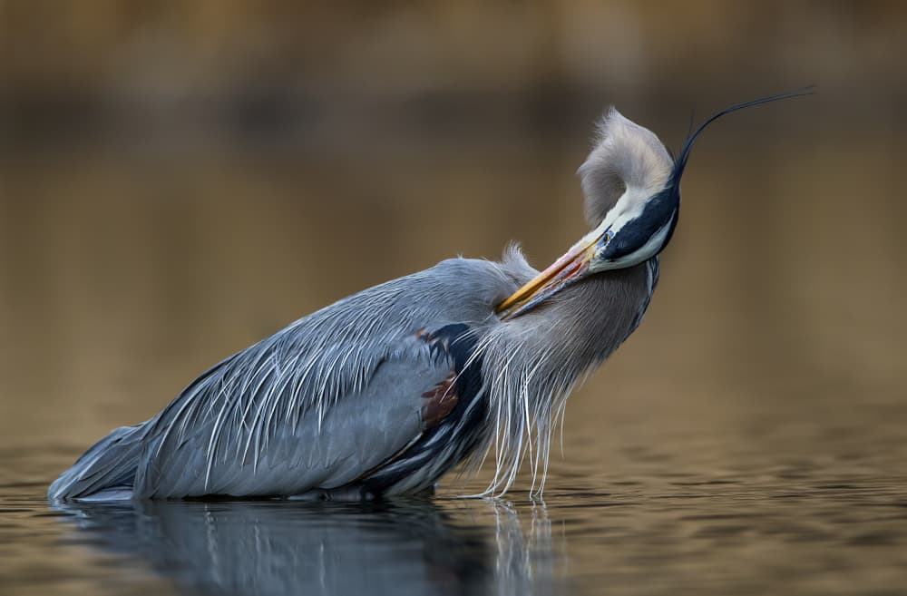 Great Blue Heron Preening by verdon — canvas wall art