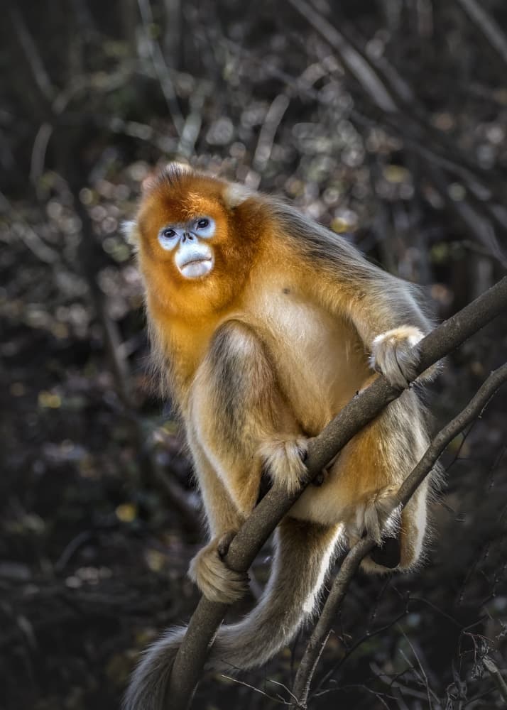 Curious Golden Monkey by Raymond Ren Rong Liu — canvas wall art