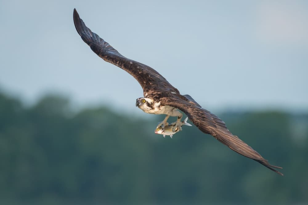 Osprey in Flight with Fish by Nick Kalathas — canvas wall art