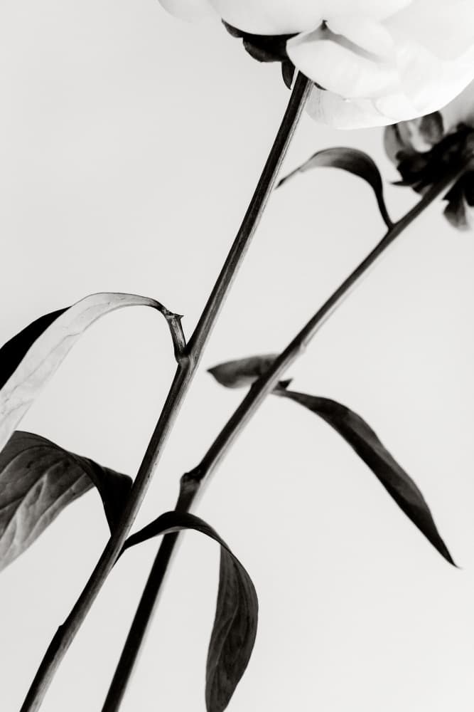 Elegant Peony Stems by Pictufy Studio III — canvas wall art