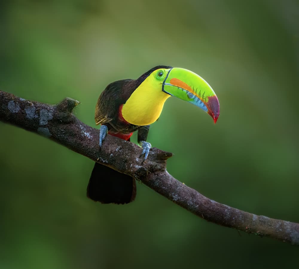 Colorful Tropical Toucan by Yun Gong — canvas wall art