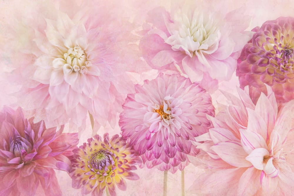 Soft Pink Dahlias