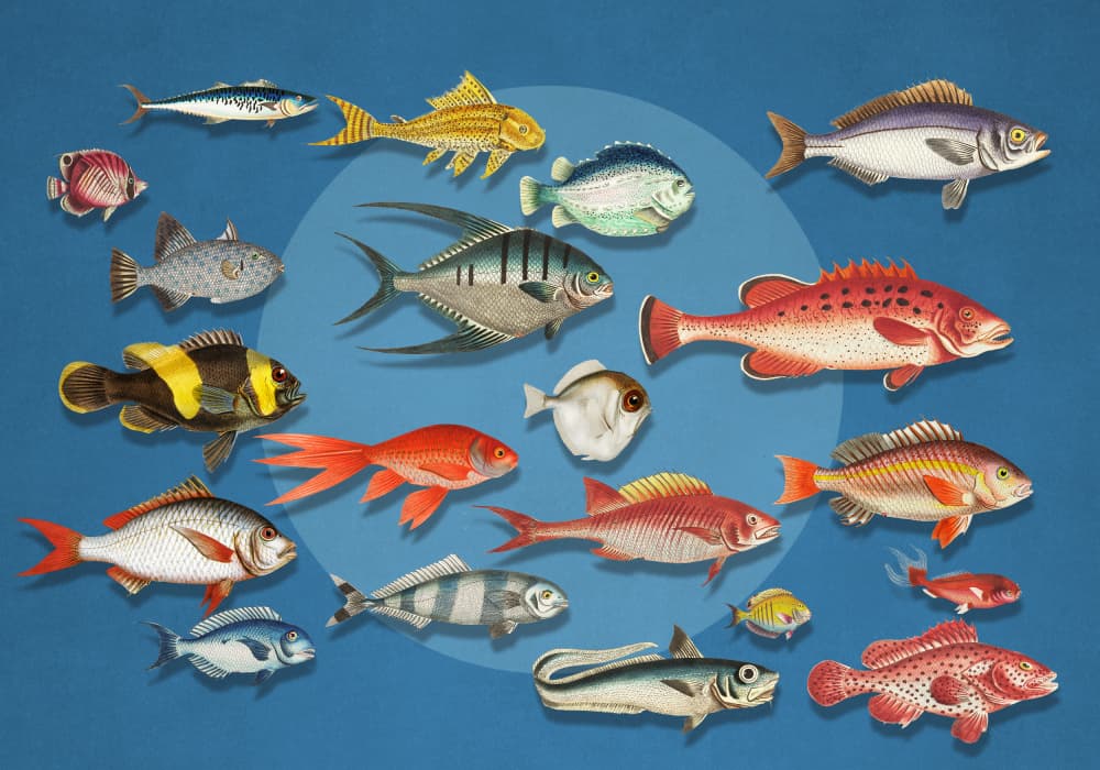 Colorful Marine Fish Collection by Marja van den Hurk — canvas wall art