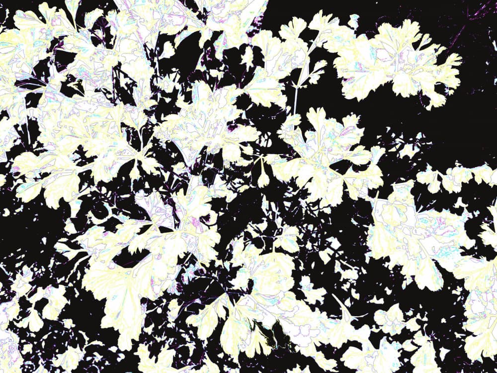Abstract Glowing Leaves by Santhosh ch — canvas wall art