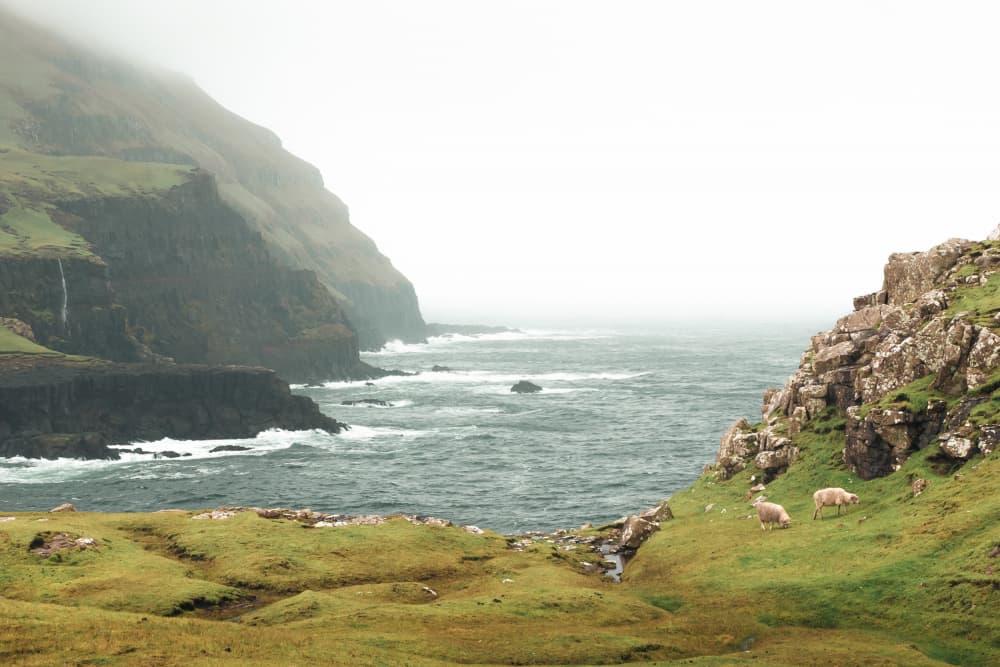 Misty Coastal Sheep by Theodor Gerhamn — canvas wall art